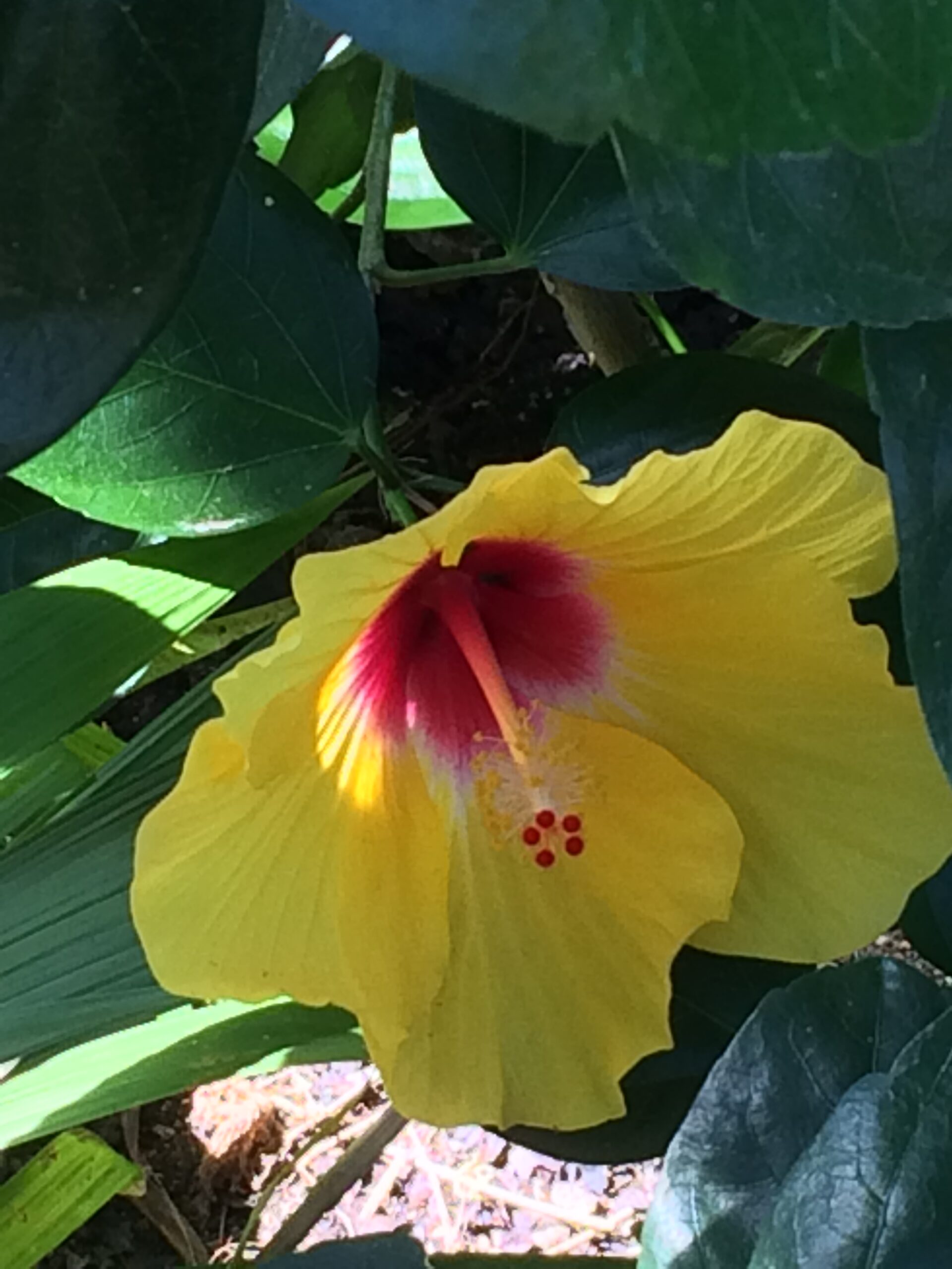 A vibrant yellow hibiscus flower featuring a striking red center, showcasing its natural beauty and vivid colors.